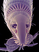 Cat flea's head,SEM