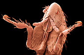 Rabbit flea,SEM