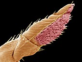 Squirrel flea antenna,SEM