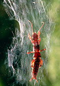 A webspinner,Clothoda urichi,in its web