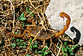 European scorpion