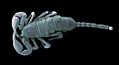 European scorpion,SEM