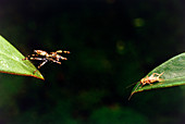 Panamanian jumping spider attacks cricket