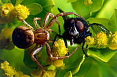 Crab spider with fly