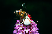 Crab spider feeding