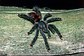 Avicularia avicularia,a pink toed Tarantula