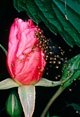 Baby spiders on a rose bud