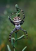 Macrophoto of the spider Argiope lobata