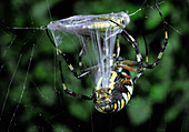 Spider wrapping its prey in silk