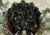 Wolf spider carrying young spiderlings on abdomen