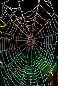 Web of Araneus diadematus