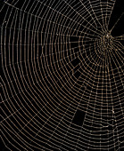 Spider's web covered in water droplets