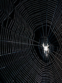 Spider in its web