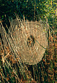 A spider in its orb web