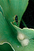 A green spider consumes a fly in its web