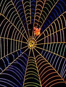 Coloured image of web and garden spider,Araneus