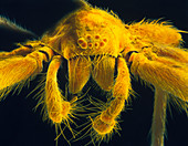 SEM of the head of a house spider