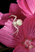 Macrophotograph of a crab spider,Misumena vatia