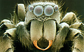 SEM of head of zebra jumping spider,Salticus sp