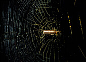 Conceptual image of spider's web stopping bullet