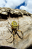 Orb weaver spider