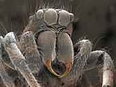 SEM of spider