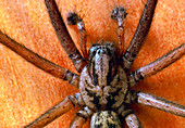 House spider