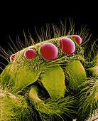 Jumping spider,SEM