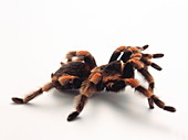 Tarantula