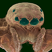 Jumping spider head,SEM