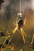 Orb weaver spider