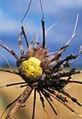 Orb weaver spider