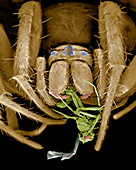 Spider eating a fly,SEM