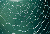 Spider web