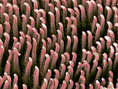 Tarantula hair,SEM