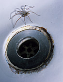 House spider