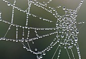 Waterdroplets on spider web