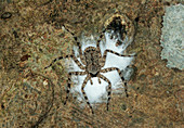 Sparassid spider with egg sac