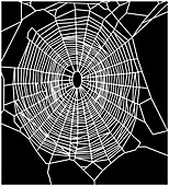 Garden spider web,computer artwork