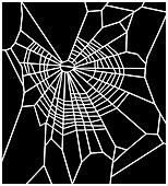 Web of spider exposed to marijuana