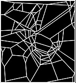 Web of spider exposed to caffeine