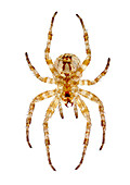Garden spider,light micrograph