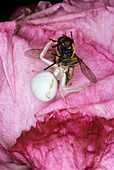 Crab spider feeding