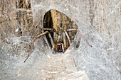 House spider