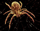 Spider on its web,computer artwork