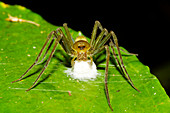 Spider guarding its eggs