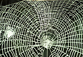 Web of Garden spider