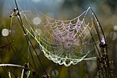 Orb-weaver spider webs