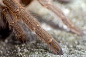 Baboon spider legs
