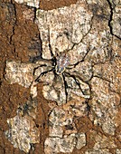 Ornamental tree-trunk spider